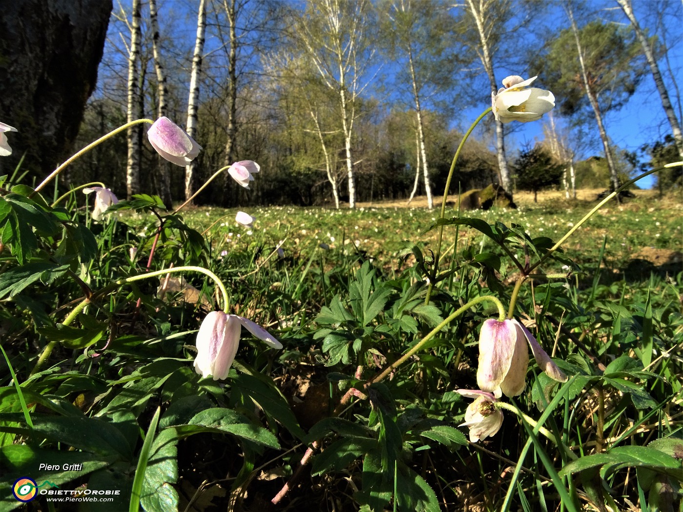 22 Anemone nemorosa (Anemonoides nemorosa) nei boschi e nei prati .JPG